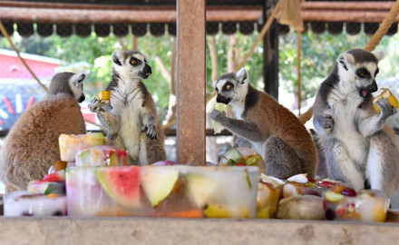 Tarsus Doğa Parkı'nda lemurlar buzlu meyve kokteyliyle serinliyor
