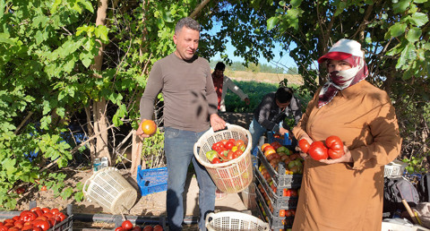 Iğdır'da süper domates hasadı başladı