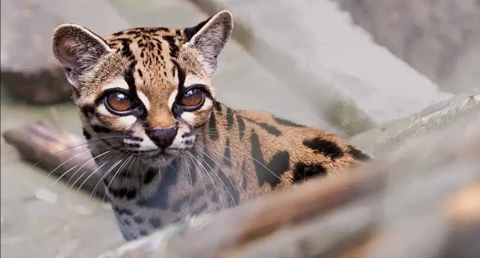 100 yıl sonra bir ilk: Yeni bir kedi türü keşfedildi