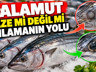 Palamutun taze olup olmadığını anlamanın yolu!